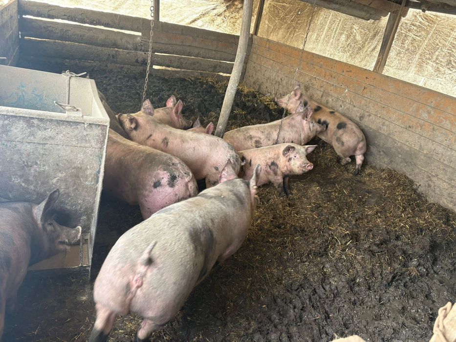 Продам свини на м'ясо