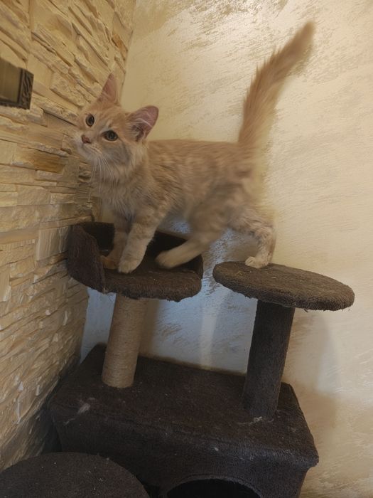Maine coon kotka