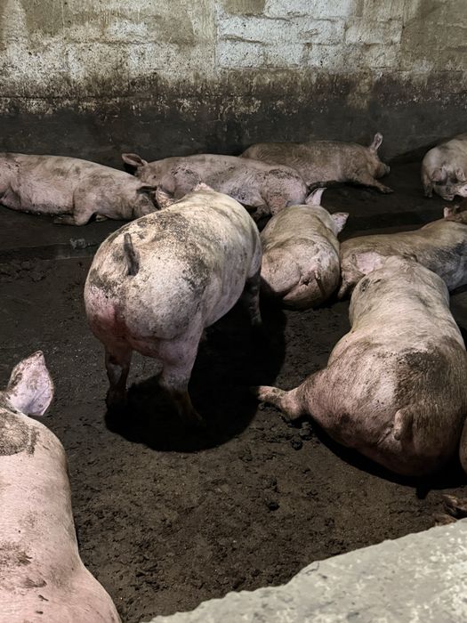 Свини живой вес!!! Запорожье