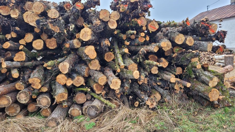 Jabłoń wałki hurt i detal drewno opałowe kominkowe super jakość i cena