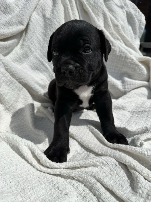 Чорний красунчик Альфред, 1,5 місяця. Кане-Корсо