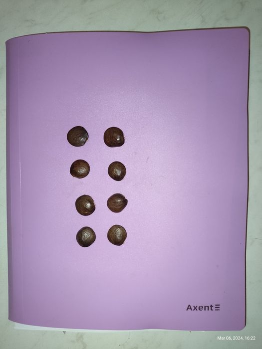 Семена Глициния китайская 10 шт. Насіння Гліцінія бузкова