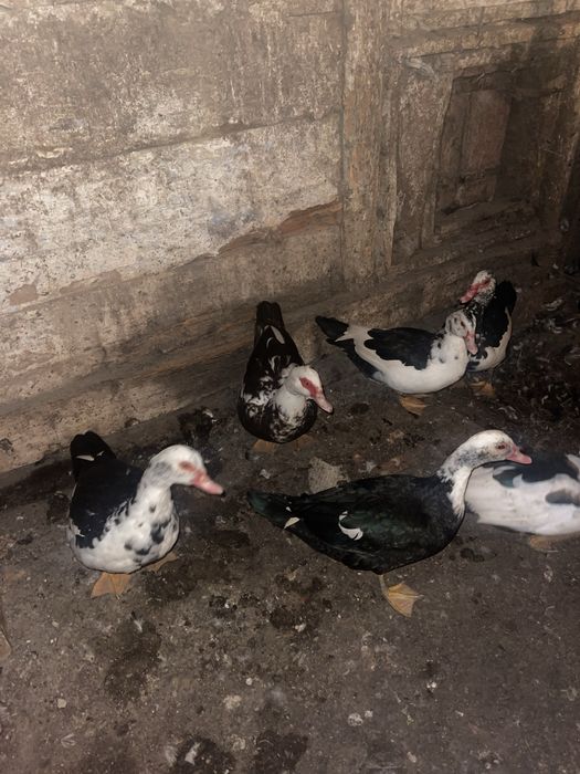 Продаються молоді індокачки