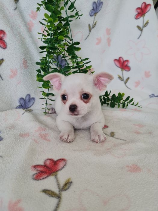 Excecional mini Chihuahua/Chiuaua de Qualidad,LinhagemRussa