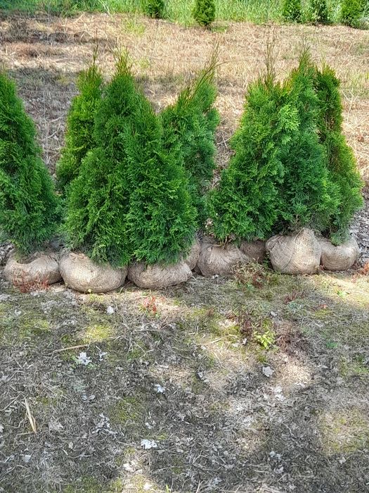 Tuja szmaragd  , Tiger Gold , Danica , Aurea Nana