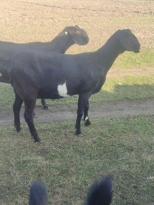 Продам козу дійну