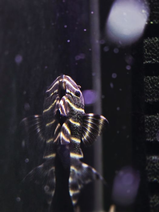 Zbrojnik L204 (Panaqolus albivermis)