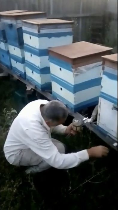 Смужки проти кліща Varroa destructor димові | обробка бджіл | варроа