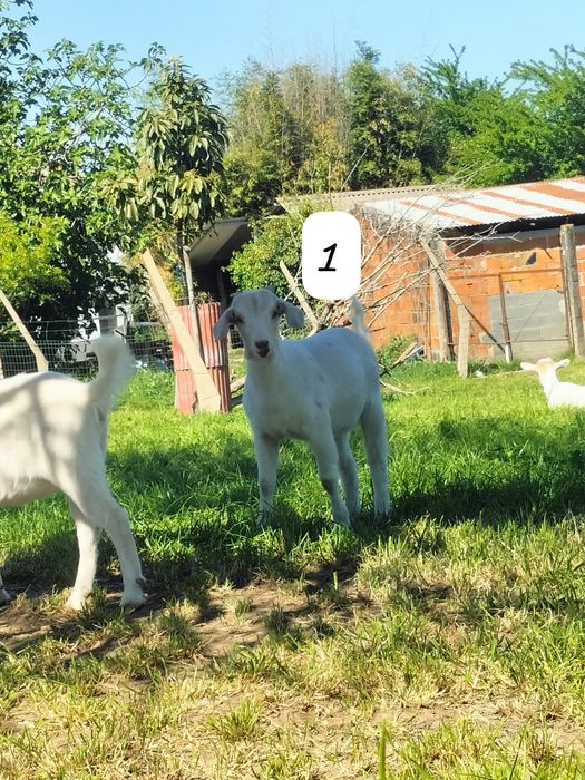 Cabritas cruzadas Boer.