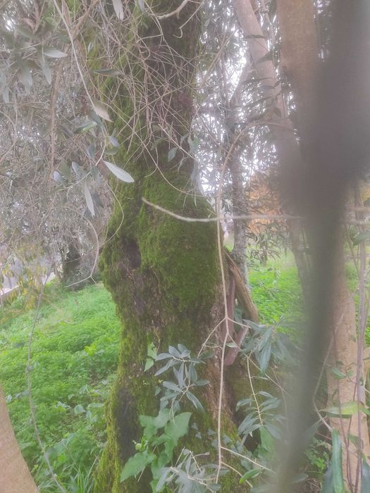 Oliveiras para cortar