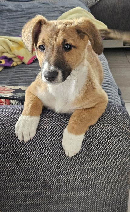 Pegi - cudna dziewczynka szuka domu