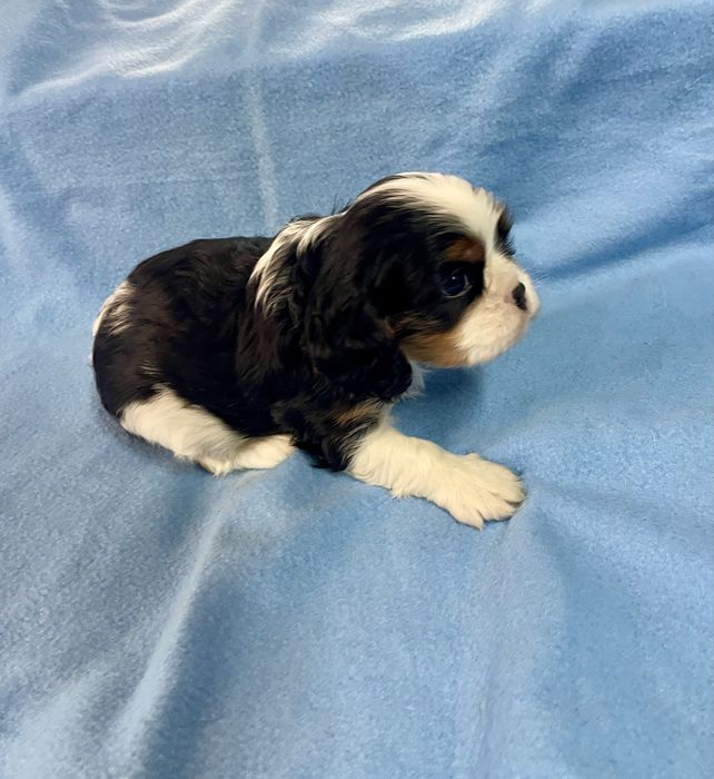 Cavalier Tricolor fantástico