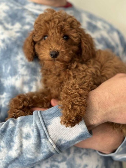 Toy Caniche Macho Menino Disponível