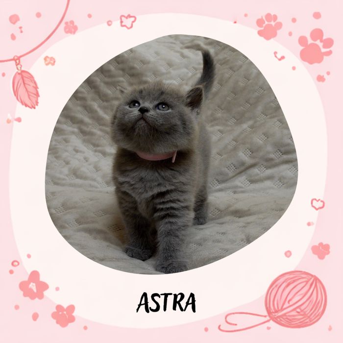 Kotka Brytyjska Niebieska •Rezerwacja•