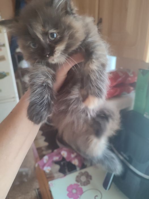 Віддам котиків малих