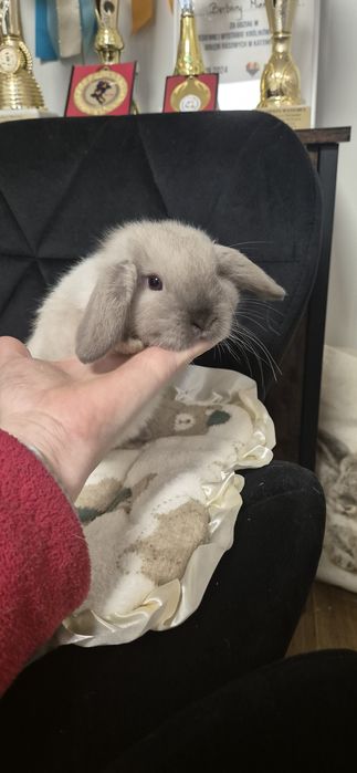 Króliki Mini lop rasowe