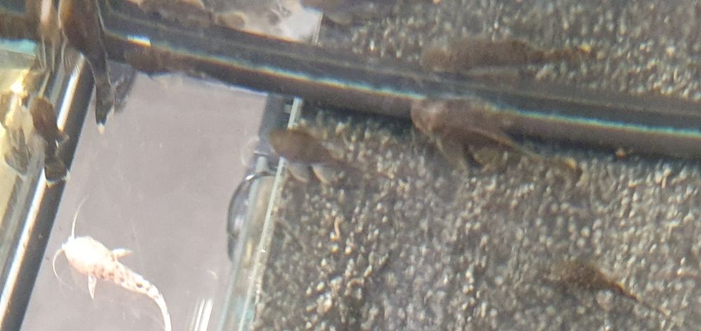 Zbrojnik Ancistrus  Green Dragon i Green Dragon albino krótka płetwa