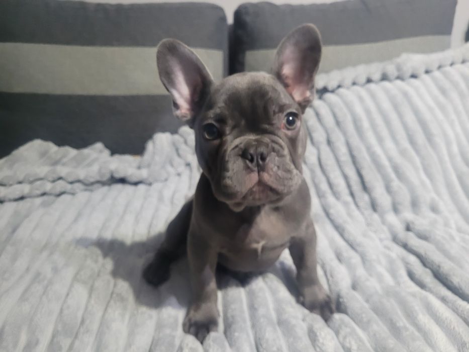 Buldog francuski Blue