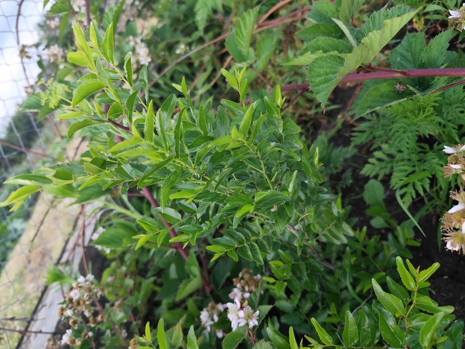 Клубника Хоней саженцы клубники  малина ремонтантная зизифус ежевика