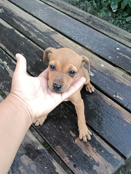 Pinscher fêmea linda