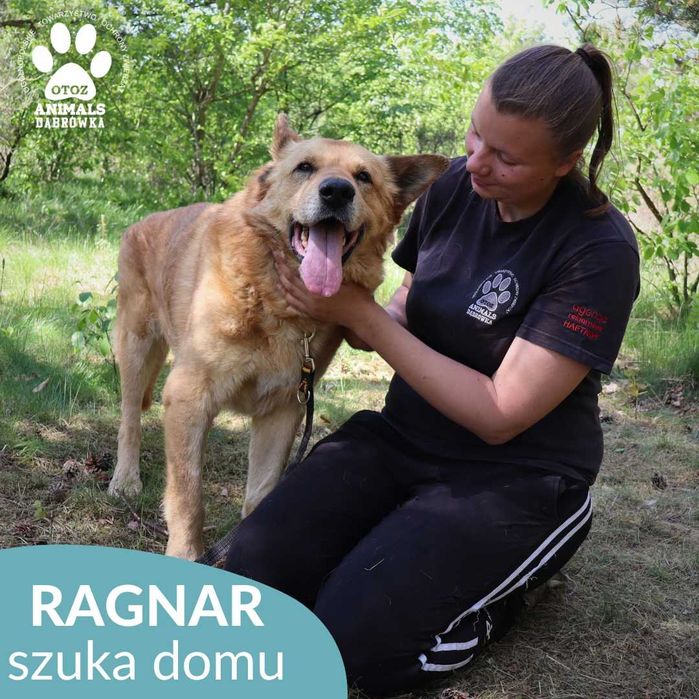 Ragnar szuka domu!