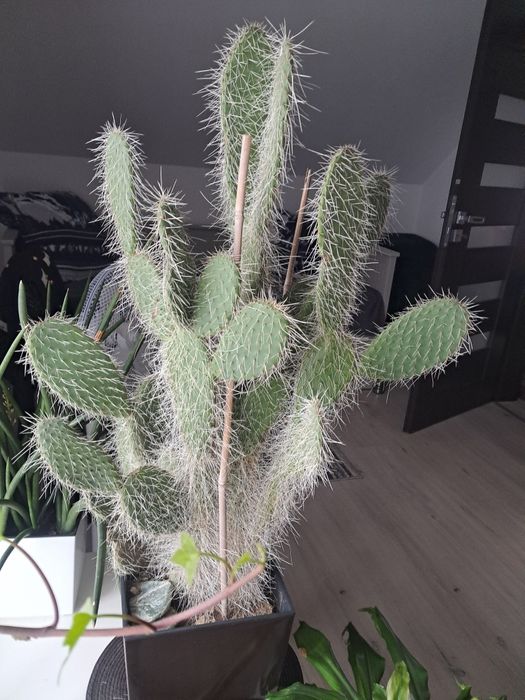 Opuncja białowłosa