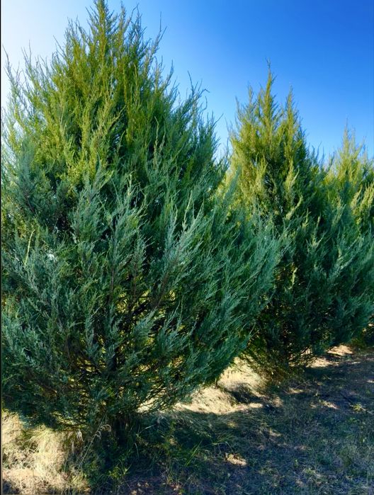 Розпродаж Туї Супер Ціна в Україні)))