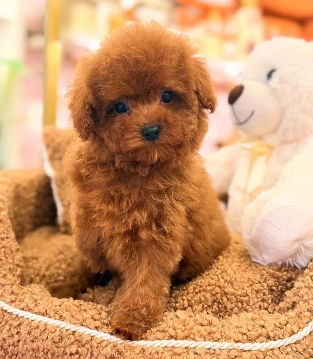 Хлопчик красунчік, той пудель