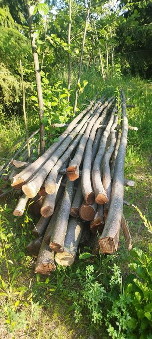 Tyczki dráżki  brzozowe brzoza dekoracja tipi patyki drewno leszczyna