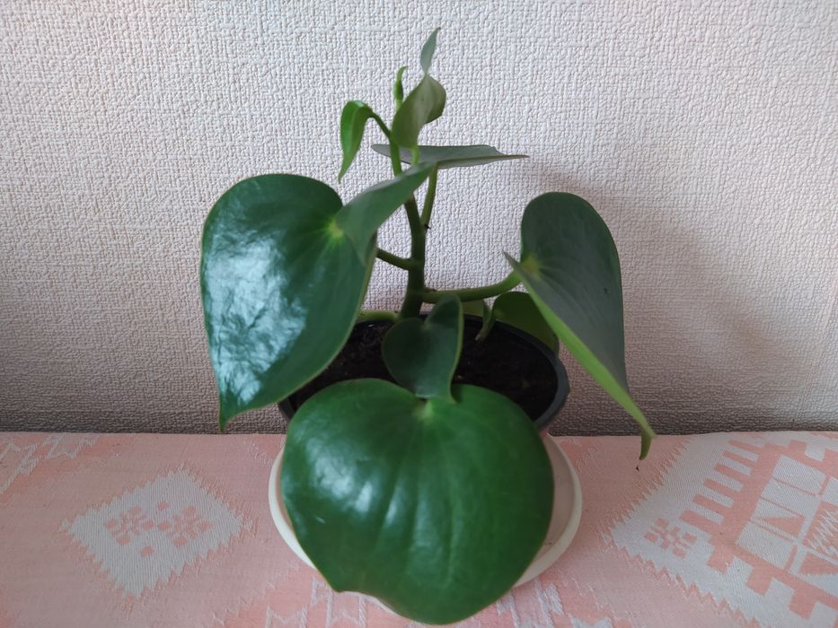 Пеперомії,сінгониуми,бегонії