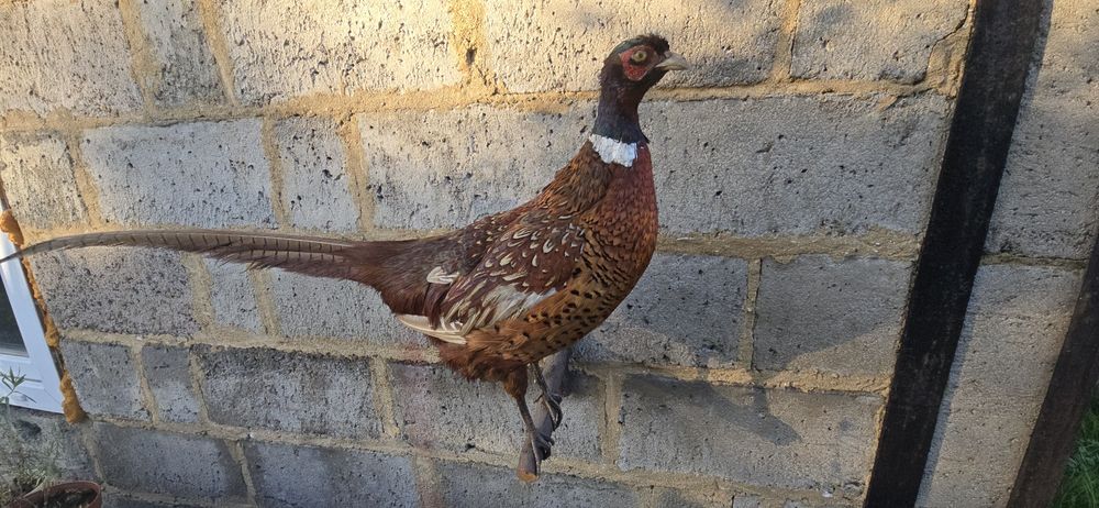 Bażant wypchany, wyprawiony