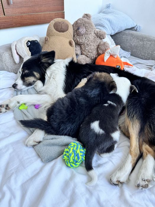 Цуценя бордер-коллі хлопчик метис