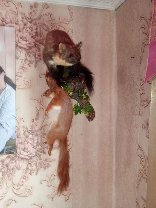 Продам чучало куниці