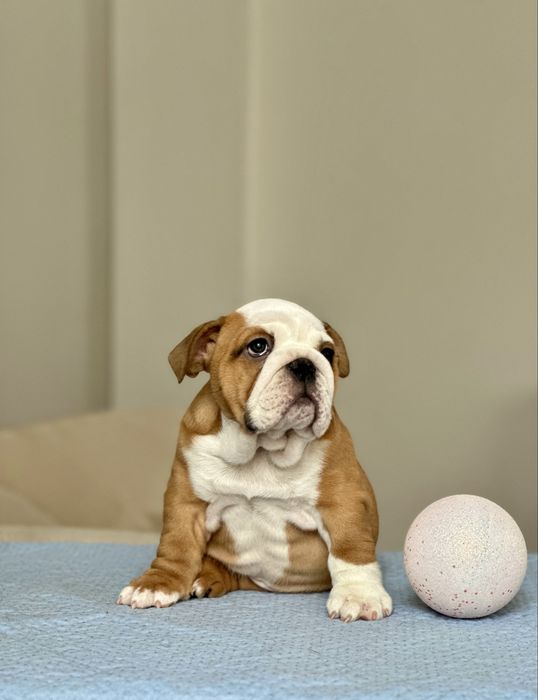 Англійський бульдог