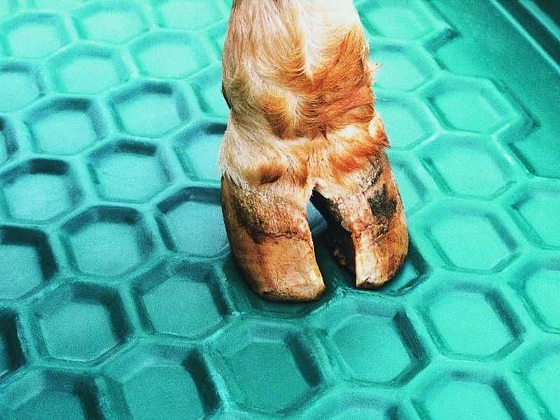 Wanna do dezynfekcji i pielęgnacji racic SUEVIA 200L, antypoślizgowa,