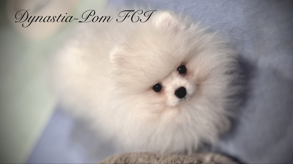 Szpic miniaturowy pomeranian FCI