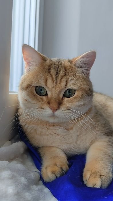 Шикарные прямоухие котята золотая шиншилла