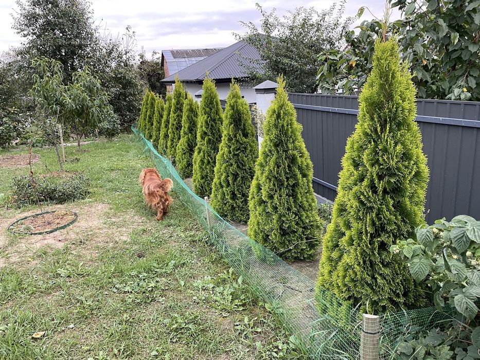 Туї Голден смарагд 11шт. пишні 150см.