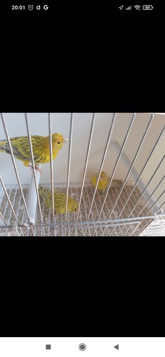 Canários ágata opala amarelo