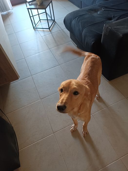 Cão raçado de golden