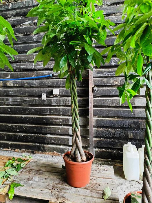 Pachira – drzewko szczęścia! Idealna ozdoba wnętrza