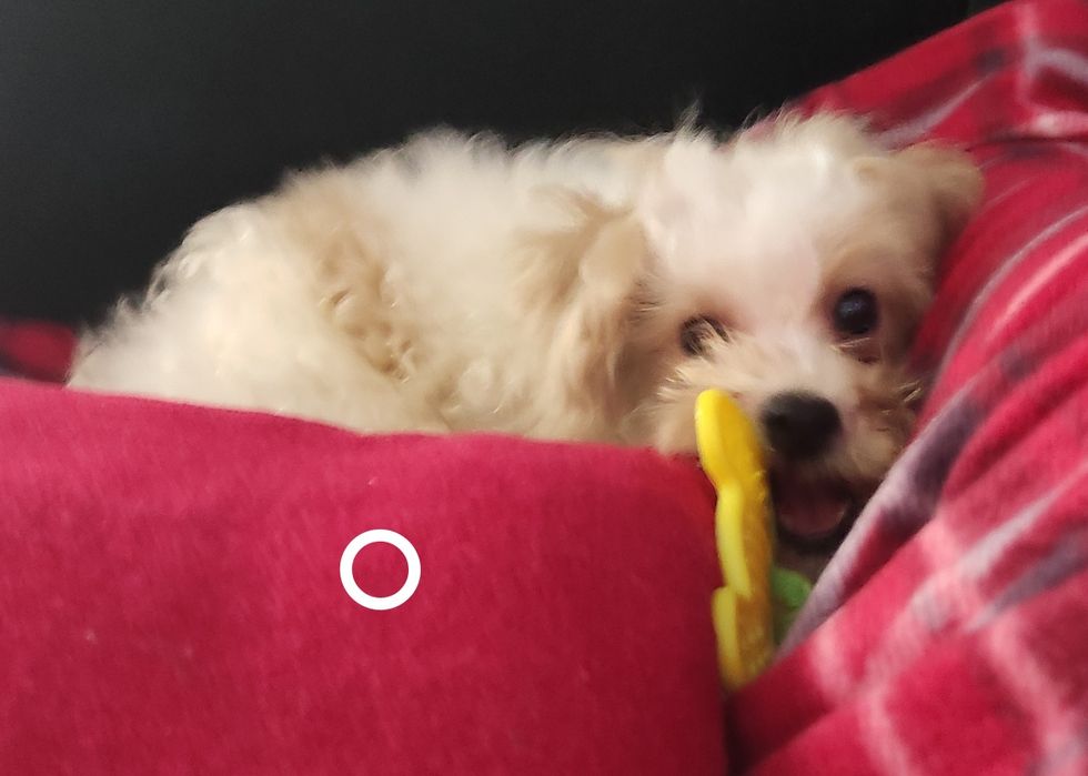 Maltipoo suczka  szczepienia wściekliznaWarszawa maltańczyk pudel