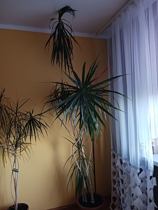 Sprzedam dwie duże juki