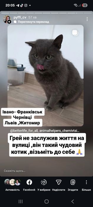 Котик британець гарний