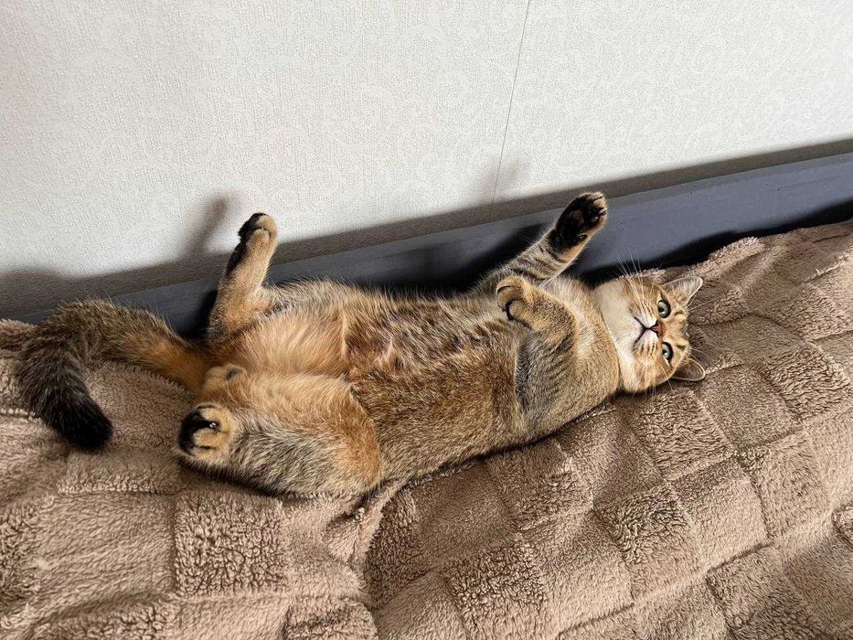 В'язка котів. Шотландський прямовухий кіт, золота шиншила