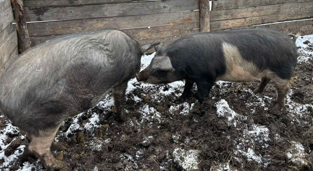 Продається вепр та льошка.
Порода:мангал×дюрок.