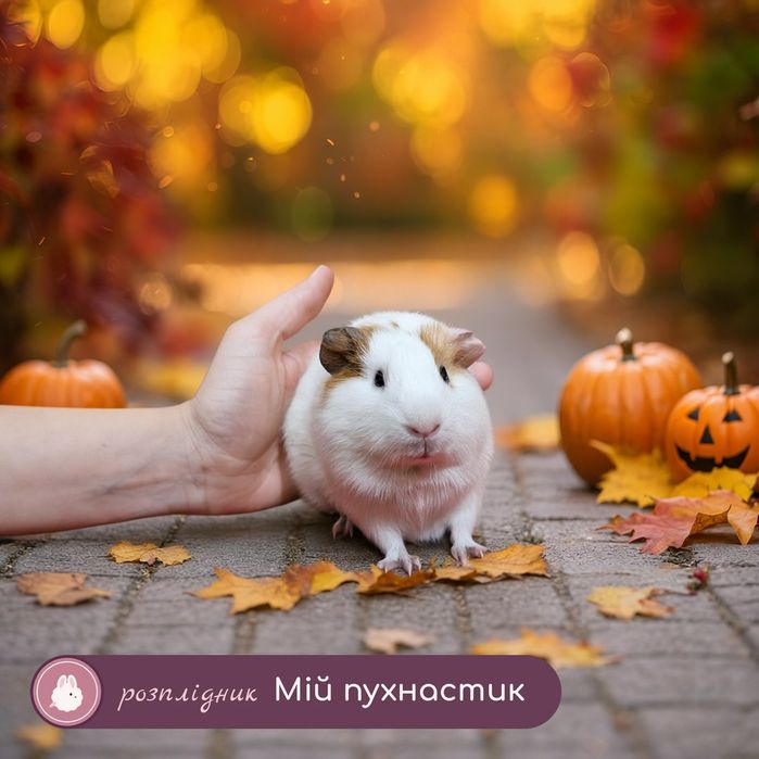 морські свинки,свинка,морские,морская,морська,cavie Морська свинка,порода "Гладкошерстна",вік 1,5міс,окрас "Біло-крем",дівчинка