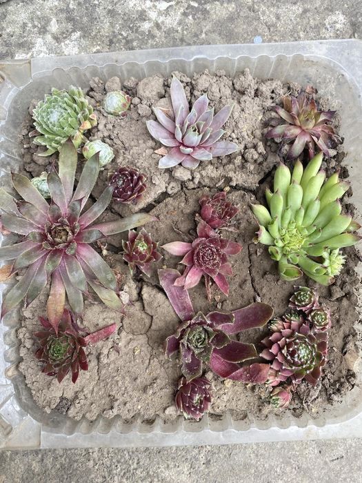 Молодила. Кам'яні троянди.