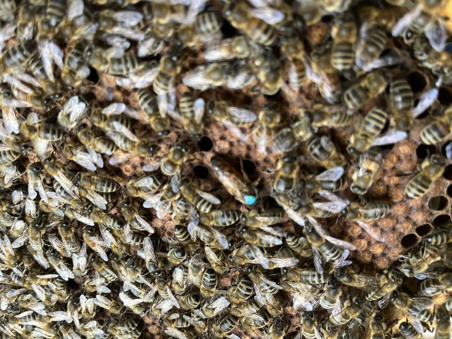 Odkłady pszczele na ramce wielkopolskiej 2026