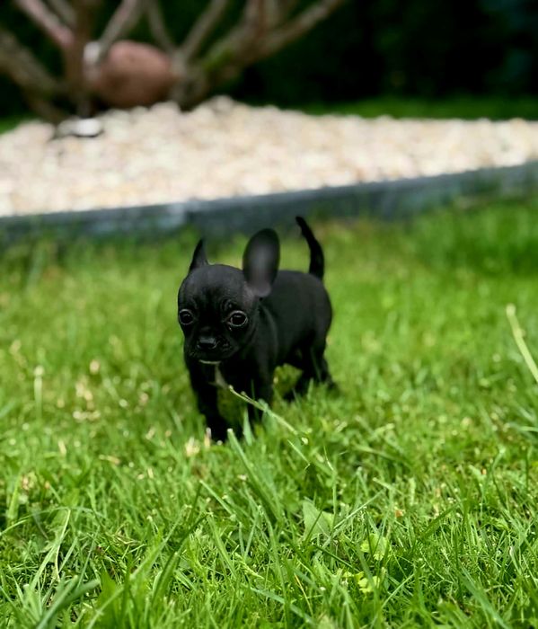 Szczenięta chihuahua piesek